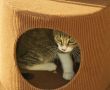 Cat in a box