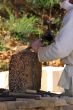 stonecutter