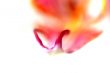  Orchid