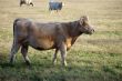 The white cow