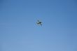 flying plane in the sky