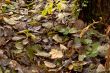 Leaves.
