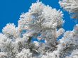 Hoarfrost on a pine