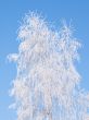 Hoarfrost on a birch