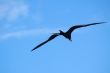 Magnificent Frigatebird (Fregata magnificens) 