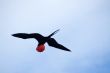 Magnificent Frigatebird (Fregata magnificens) 