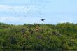 Magnificent Frigatebird (Fregata magnificens) 