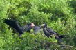 Magnificent Frigatebird (Fregata magnificens) 