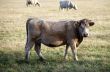 The white cow