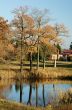 Autumn trees