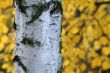 Birch bark
