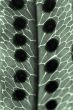 macro from a leaf
