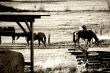 Horses on a pasture