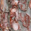 Brown texture stem tree