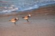 Beach runners in Antigua