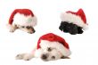 Santa Hat Christmas Puppies