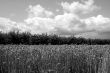 Grain and cherry trees