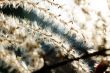 Fibrous in the back light