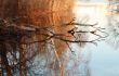 Dry tree in water