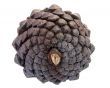 Pine Cone