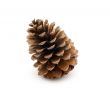 Pinecone