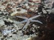 seastar and fishes under ocean