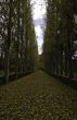 Beautiful lane with tall trees on both sides of the pathway in a