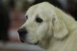 Portrait of Golden Retriever