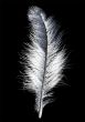 feather white