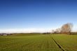 Field