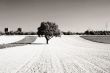 The tree on the field
