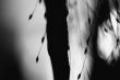 Plant undergrowth darkly