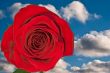 Rose and sky.