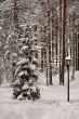 New year's tree.