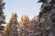 Sun in the fir trees.