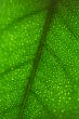 Fresh green leaf close-up pattern of a lemon tree