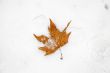 Leaf