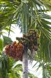 Betel palm