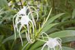 white spider lily flower