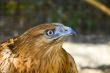 Long-legged buzzard