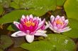 Lotus flowers