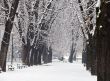 Snowscape