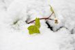 Snow on leaf