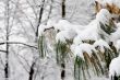 Snow on tree