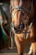 nostrils of a horse harness