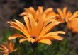 Glandular Cape marigold