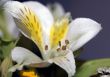 Peruvian lily 
