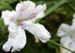 Geraniums