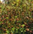 Spider hangs between flowers