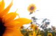 Sunflower field